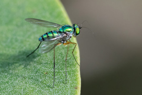 Long-legged Fly (Austrosciapus proximus) (Austrosciapus proximus)